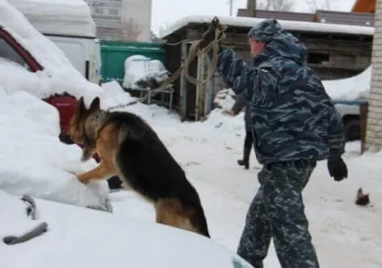 Поліцейські службові собаки затримання злочинця (поліцейській службі вперше з'явилися) Поліцейські службові собаки затримання злочинця