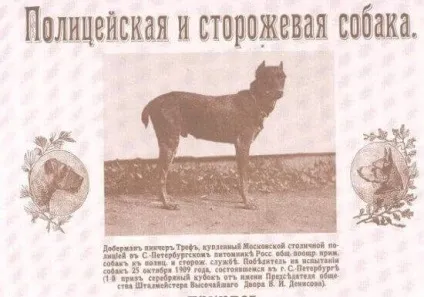 Поліцейські службові собаки затримання злочинця (собаки) Поліцейські службові собаки затримання злочинця