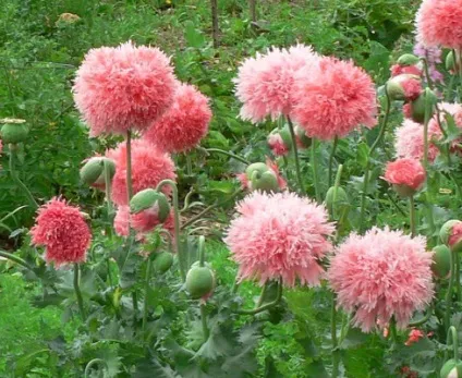 Poppy papaver - мак піоновідние (насіння) (poppy) Poppy papaver - мак піоновідние (насіння)