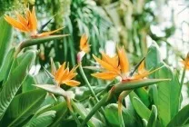 Стрелиция фото, сорти, види, вирощування райського квітки з насіння, догляд в домашніх умовах, чому (вирощування) Стрелиция фото, сорти, види, вирощування райського квітки з насіння, догляд в домашніх умовах, чому