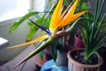 Стрелиция фото, сорти, види, вирощування райського квітки з насіння, догляд в домашніх умовах, чому (стрелиция) Стрелиция фото, сорти, види, вирощування райського квітки з насіння, догляд в домашніх умовах, чому