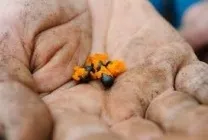 Стрелиция фото, сорти, види, вирощування райського квітки з насіння, догляд в домашніх умовах, чому (стрелиция) Стрелиция фото, сорти, види, вирощування райського квітки з насіння, догляд в домашніх умовах, чому