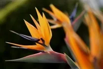 Стрелиция фото, сорти, види, вирощування райського квітки з насіння, догляд в домашніх умовах, чому (вирощування) Стрелиция фото, сорти, види, вирощування райського квітки з насіння, догляд в домашніх умовах, чому