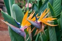 Стрелиция фото, сорти, види, вирощування райського квітки з насіння, догляд в домашніх умовах, чому (стрелиция) Стрелиция фото, сорти, види, вирощування райського квітки з насіння, догляд в домашніх умовах, чому