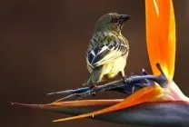 Стрелиция фото, сорти, види, вирощування райського квітки з насіння, догляд в домашніх умовах, чому (стрелиция) Стрелиция фото, сорти, види, вирощування райського квітки з насіння, догляд в домашніх умовах, чому