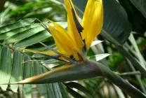 Стрелиция фото, сорти, види, вирощування райського квітки з насіння, догляд в домашніх умовах, чому (фото) Стрелиция фото, сорти, види, вирощування райського квітки з насіння, догляд в домашніх умовах, чому