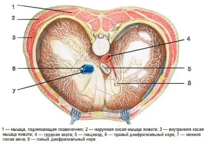 Будова і функції м'язи діафрагми (діафрагми) Будова і функції м'язи діафрагми