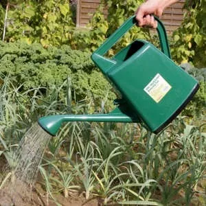 Посадка Іксіі і догляд в домашніх умовах і відкритому грунті (фото та відеосюжет)