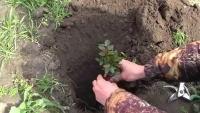 Посадка і догляд за трояндами навесні в сибіру (трояндами) Посадка і догляд за трояндами навесні в сибіру