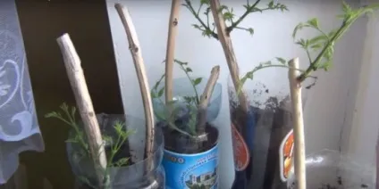 Посадка кампіса вирощування, технологія посадки, фото, вибираємо (дієти) Посадка кампіса вирощування, технологія посадки, фото, вибираємо