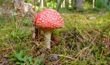 Наслідки застосування галюциногенних грибів (наслідки) Наслідки застосування галюциногенних грибів