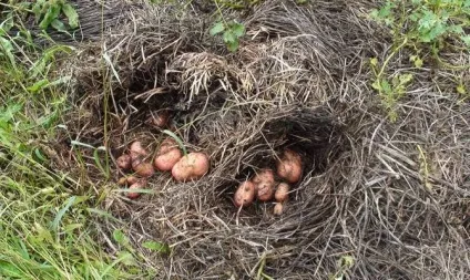 Посадка картоплі під солому або сіно - в чому плюси відео (посадка) Посадка картоплі під солому або сіно - в чому плюси відео