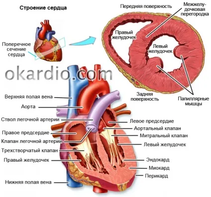 Постінфарктний кардіосклероз що це таке, симптоми і лікування, види (таке) Постінфарктний кардіосклероз що це таке, симптоми і лікування, види