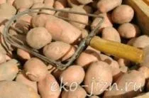 Правда і вигадка про шкоду курячого м'яса