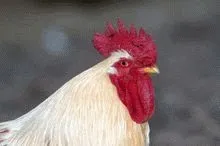 Правда і вигадка про шкоду курячого м'яса