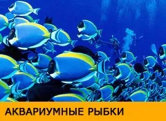 Препарати для лікування риб (Негативно діє біофільтрації) Препарати для лікування риб