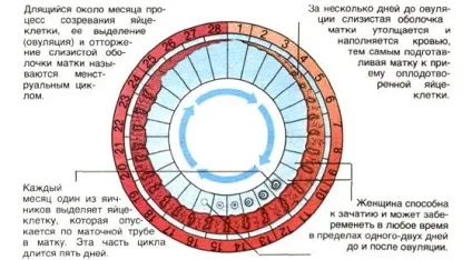 Переривчасті місячні - з перервою 1 день причини (потрібно звернутися лікаря) Переривчасті місячні - з перервою 1 день причини