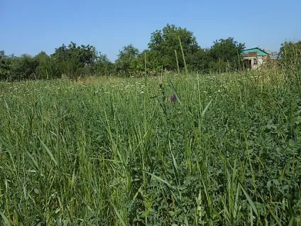 Правильне сіно для кроликів, кролики (зберігання сіна) Правильне сіно для кроликів, кролики