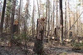 Причини всихання смерек в московській області (на ялинках опадає хвоя) Причини всихання смерек в московській області