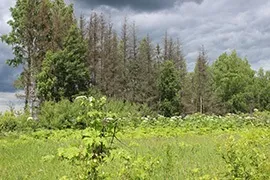 Причини всихання смерек в московській області (висохла хвоя на їли) Причини всихання смерек в московській області