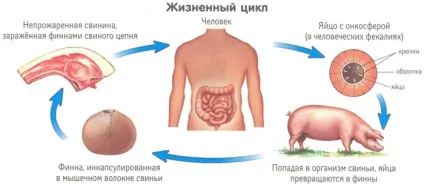 При якій температурі гинуть яйця гостриків, глисти в рибі та м'ясі
