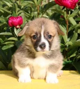 Продам цуценя вельш коргі пемброк - Україна, Київ (вельш) Продам цуценя вельш коргі пемброк - Україна, Київ