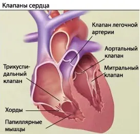 Пролапс трикуспідального клапана, пролапс тристулкового клапана