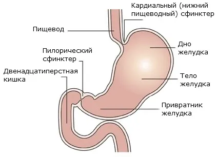 Воротар шлунка і його хвороби стеноз, недостатність, виразка (воротар) Воротар шлунка і його хвороби стеноз, недостатність, виразка