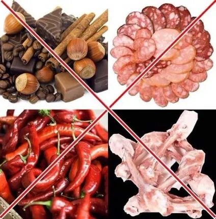 Продукти шкідливі для собак чому не можна годувати собаку