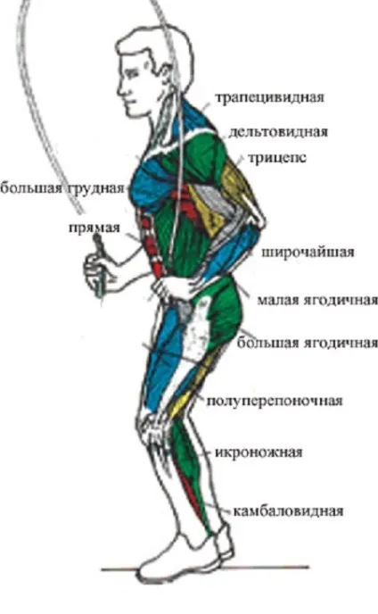Стрибки на скакалці, які м'язи задіяні, що тренується і гойдається (м'язи) Стрибки на скакалці, які м'язи задіяні, що тренується і гойдається