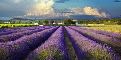 Прованс путівник по Провансі, пам'ятки, карти (ex-an-provence) Прованс путівник по Провансі, пам'ятки, карти