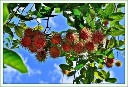 Рамбутан (nephelium lappaceum)
