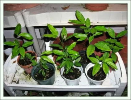 Рамбутан (nephelium lappaceum)