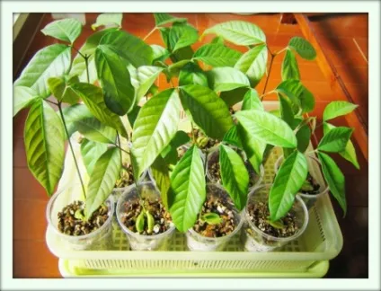 Рамбутан (nephelium lappaceum)
