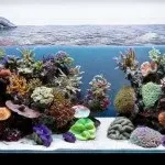 Розмноження крапчастих сомиків