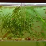 Розмноження крапчастих сомиків