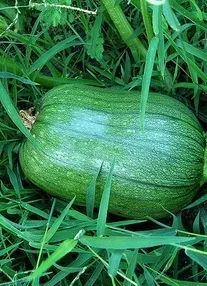 Розмноження шипшини 1