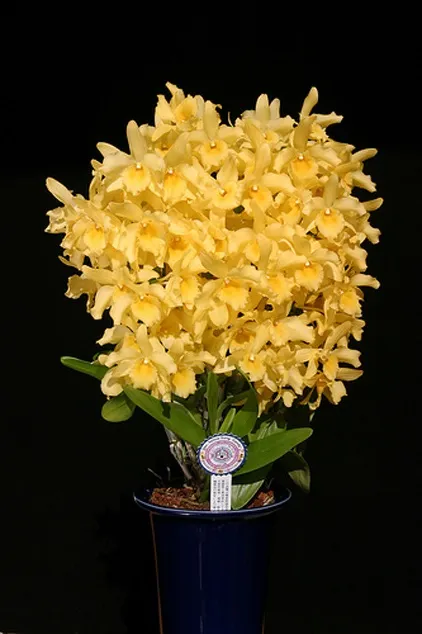 Розмноження дендробиум нобілі (dendrobium nobile) в домашніх умовах (нобілі) Розмноження дендробиум нобілі (dendrobium nobile) в домашніх умовах