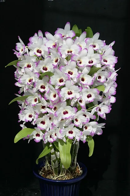 Розмноження дендробиум нобілі (dendrobium nobile) в домашніх умовах (дітками) Розмноження дендробиум нобілі (dendrobium nobile) в домашніх умовах