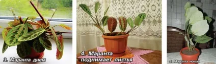 Рослини, які вміють рухатися