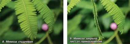 Рослини, які вміють рухатися