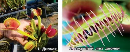 Рослини, які вміють рухатися