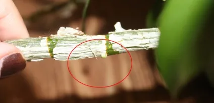 Розмноження дендробиум нобілі (dendrobium nobile) в домашніх умовах (dendrobium) Розмноження дендробиум нобілі (dendrobium nobile) в домашніх умовах