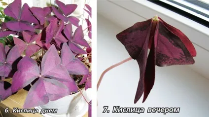 Рослини, які вміють рухатися
