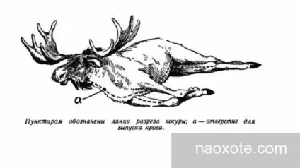 Оброблення туші лося, полювання та риболовля (лося) Оброблення туші лося, полювання та риболовля
