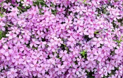 Рослини, що стеляться по землі фото і назви (сланкі) Рослини, що стеляться по землі фото і назви