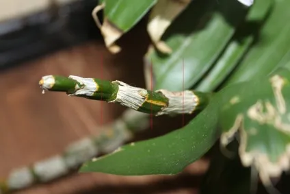 Розмноження дендробиум нобілі (dendrobium nobile) в домашніх умовах (нобілі) Розмноження дендробиум нобілі (dendrobium nobile) в домашніх умовах