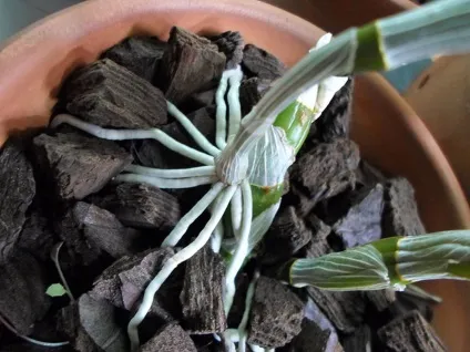 Розмноження дендробиум нобілі (dendrobium nobile) в домашніх умовах (розмноження) Розмноження дендробиум нобілі (dendrobium nobile) в домашніх умовах