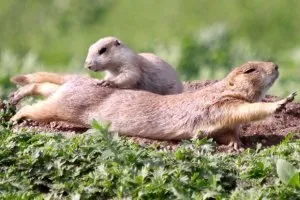 Рейки-рейки, шпали-шпали, їхав поїзд запізнілий (пологовий будинок) Рейки-рейки, шпали-шпали, їхав поїзд запізнілий