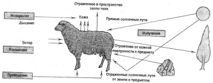 Регуляція температури тіла - студопедія (реферат) Регуляція температури тіла - студопедія